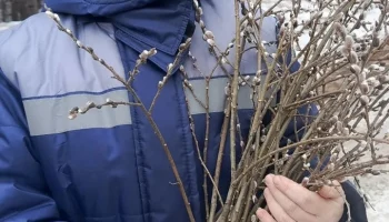 Веточка вербы как символ заботы и тепла